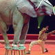 Topsy charms the crowd with a "silly hula dance" that he has been conditioned to fear performing incorrectly.
